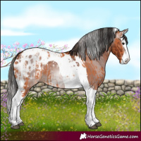 Horse Color:Bay Splash Tobiano Blanket and Gray Bay Splash Tobiano Blanket