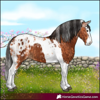 Horse Color:Bay Splash Tobiano Appaloosa  and Gray Bay Splash Tobiano Appaloosa 