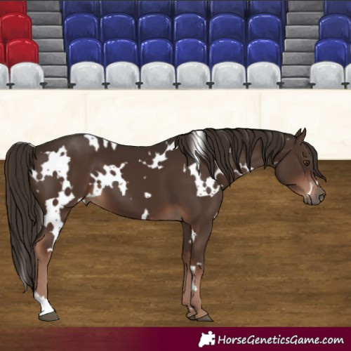 Horse Color:White Spotted Liver Chestnut 
