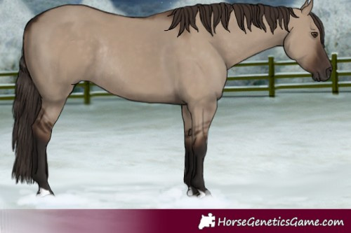 Horse Color:Liver Red Dun Rabicano 