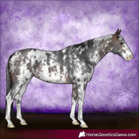 Horse Color:White Spotted Brown Sabino 