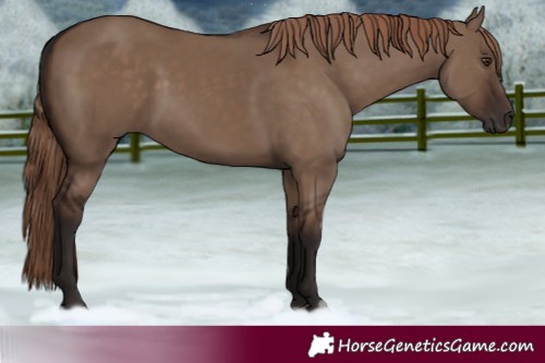 Horse Color:Liver Red Dun Rabicano 