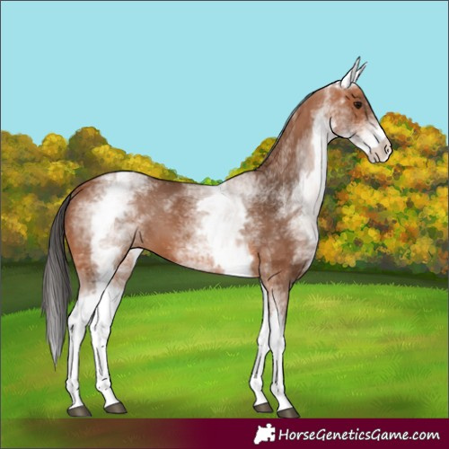 Horse Color:White Spotted Bay