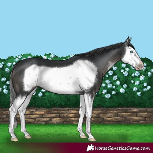 Horse Color:Black Sabino Splash Frame