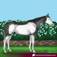 Horse Color:Black Sabino Splash Frame