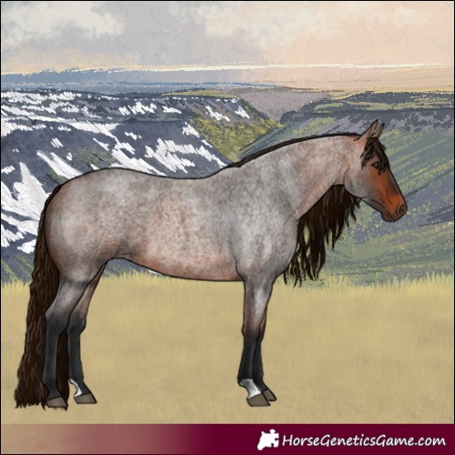 Horse Color:Bay Roan