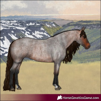 Horse Color:Bay Roan