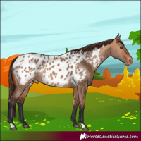 Horse Color:Bay Dun Appaloosa