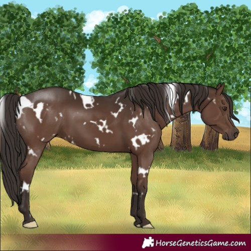 Horse Color:White Spotted Liver Chestnut 