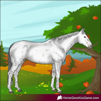 Horse Color:Gray White Spotted Bay Sabino 