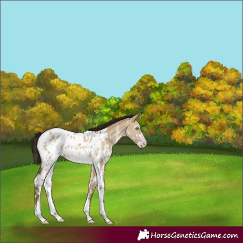 Horse Color:Gray Amber Champagne Dun Sabino Appaloosa 