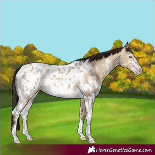 Horse Color:Gray Amber Champagne Dun Sabino Appaloosa