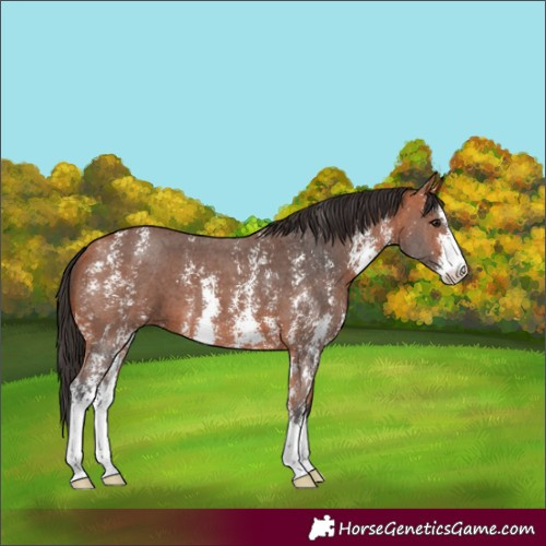 Horse Color:Bay Sabino 