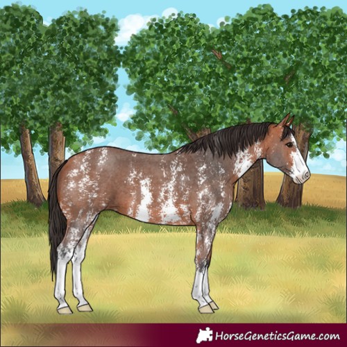 Horse Color:Bay Sabino 