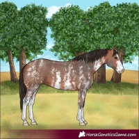 Horse Color:Bay Sabino 