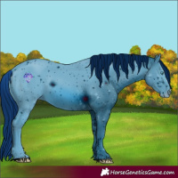 Horse Color:ERROR: UNKNOWN ANOMALY