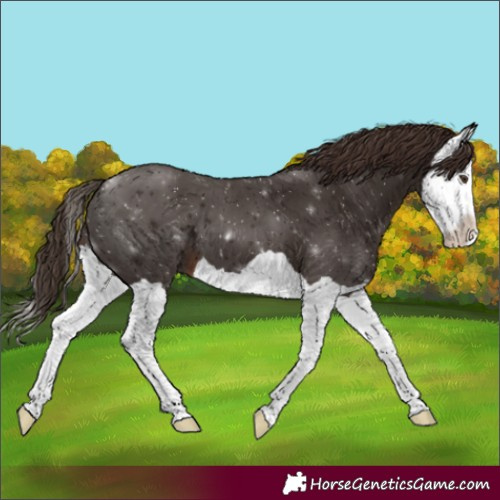 Horse Color:Liver Chestnut Splash 