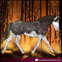 Horse Color:Liver Chestnut Splash 