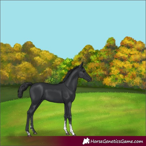Horse Color:Black Sabino 