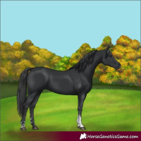 Horse Color:Black Sabino 