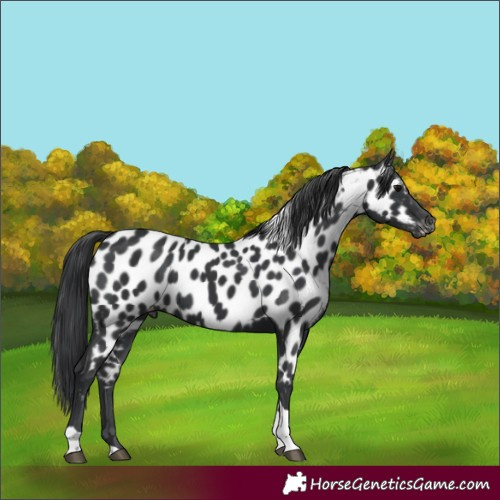 Horse Color:Black Tobiano Appaloosa