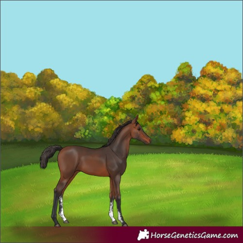 Horse Color:Bay Sabino