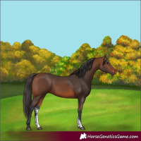 Horse Color:Bay Sabino