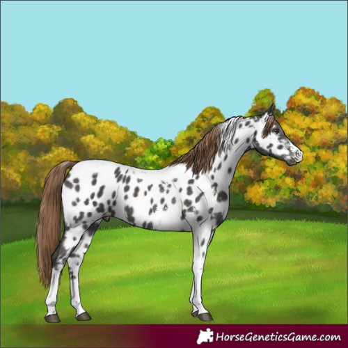 Horse Color:Liver Chestnut Sabino Tobiano Appaloosa 