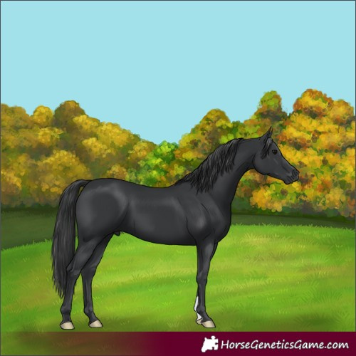 Horse Color:Black 