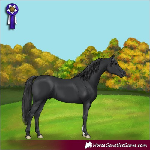 Horse Color:Black 