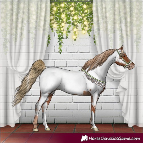 Horse Color:Chestnut Appaloosa 