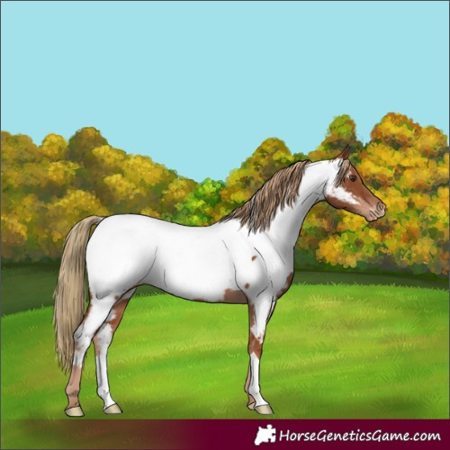 Horse Color:Chestnut Appaloosa 