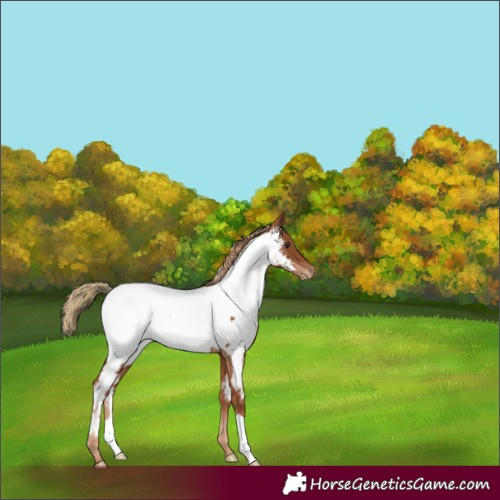 Horse Color:Chestnut Appaloosa 
