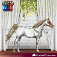 Horse Color:Chestnut Appaloosa 