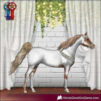 Horse Color:Chestnut Appaloosa 