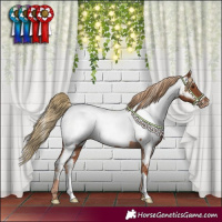 Horse Color:Chestnut Appaloosa 
