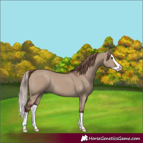 Horse Color:Liver Red Dun Splash 