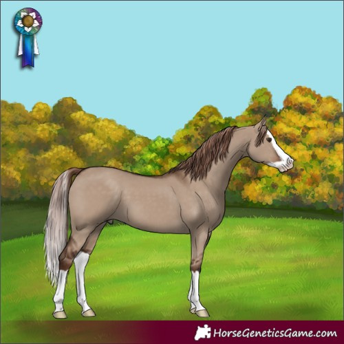 Horse Color:Liver Red Dun Splash 