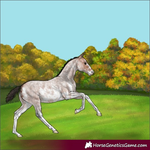 Horse Color:Bay Ice Roan Sabino 