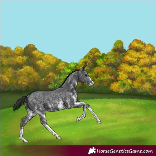 Horse Color:Black Ice Sabino 