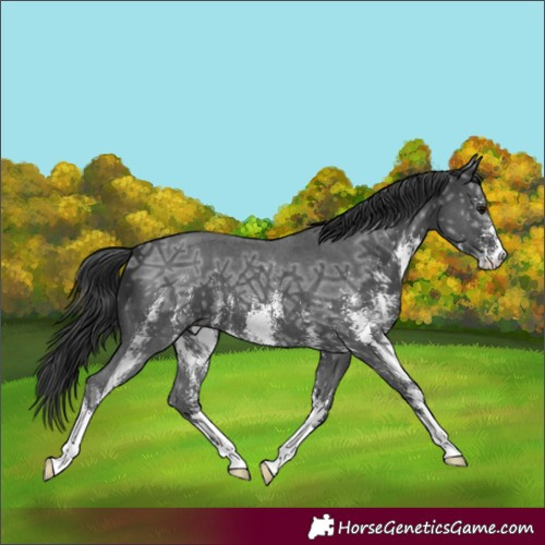 Horse Color:Black Ice Sabino