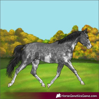 Horse Color:Black Ice Sabino 