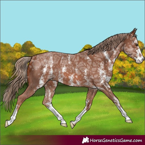 Horse Color:Chestnut Ice Sabino