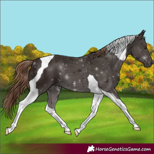 Horse Color:Liver Chestnut Tobiano 