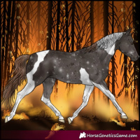 Horse Color:Liver Chestnut Tobiano