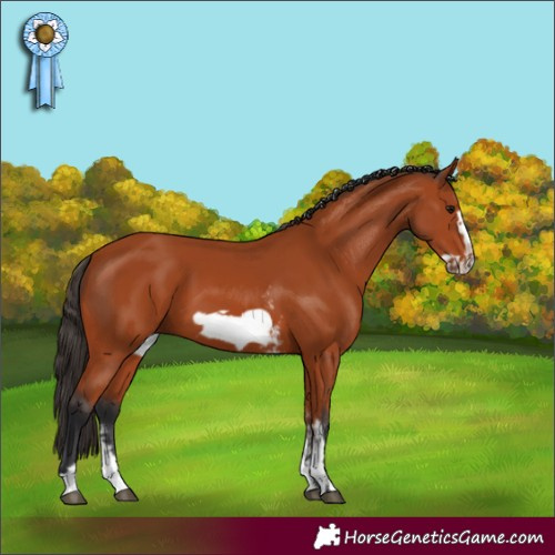 Horse Color:Bay Sabino Frame Rabicano and Bay Sabino Frame Rabicano