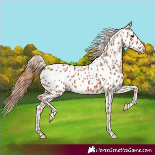 Horse Color:Chestnut Leopard 