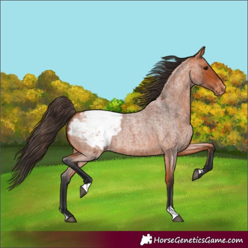 Horse Color:Unknown 