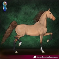 Horse Color:Bay Dun Varnish