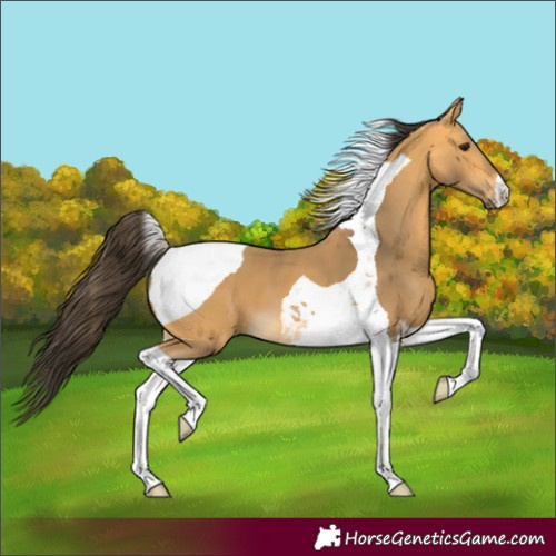 Horse Color:Buckskin Tobiano